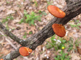 orange fungus