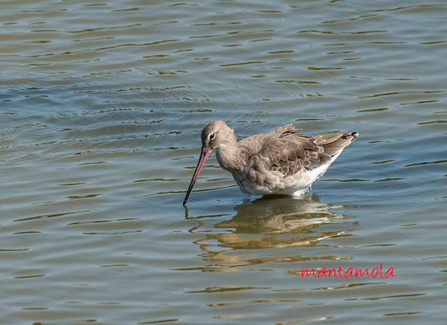 Black-tailed Godwit (Limosa limosa)