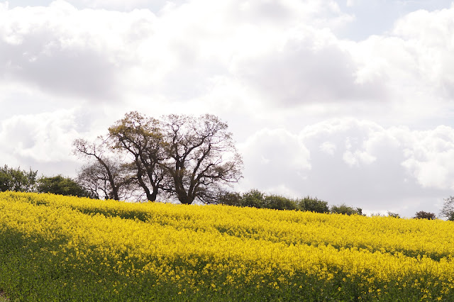 oil seed rape yellow fields in Norfolk