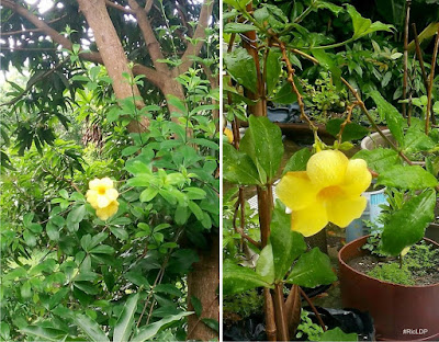 yellowbell in bloom