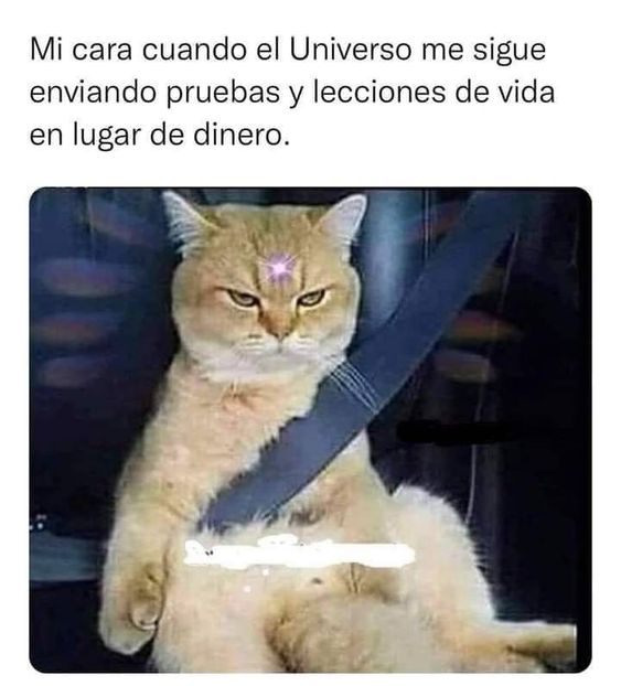 Um feitiço poderoso! 👍 #gatos #cat #rpg #mago #gato #memes #humor
