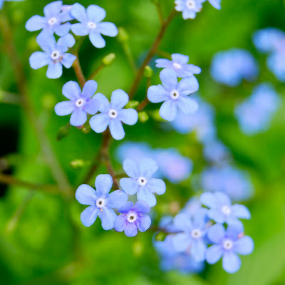 Blue Flowers