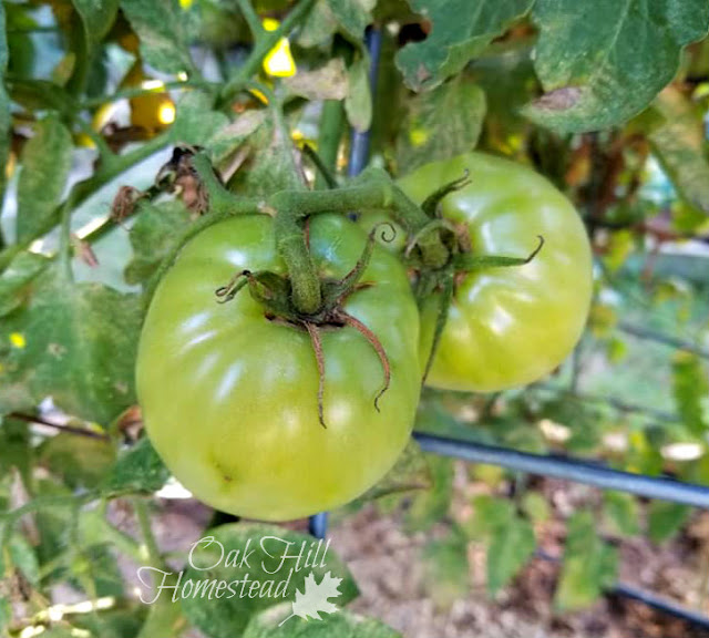 How can you save green tomatoes from frost?