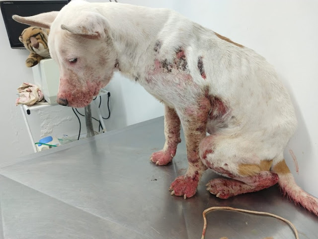 Mulher leva multa de R$ 3 mil por maus-tratos a cachorro da raça bull terrier