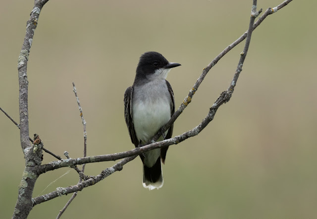 Eastern Kingbird - Fibre, Michigan, USA