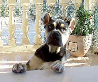 Alano Español Puppies