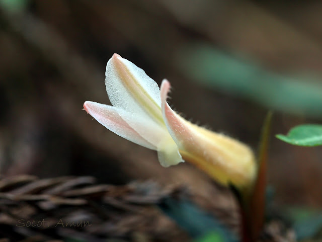 Goodyera biflora