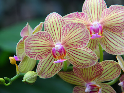 fots de orquideas de colores