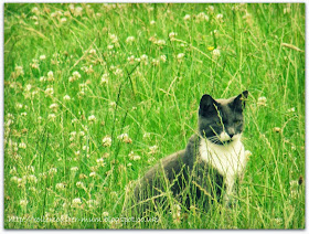 cat out hunting