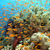 The Great Barrier Reef, Queensland, Australia