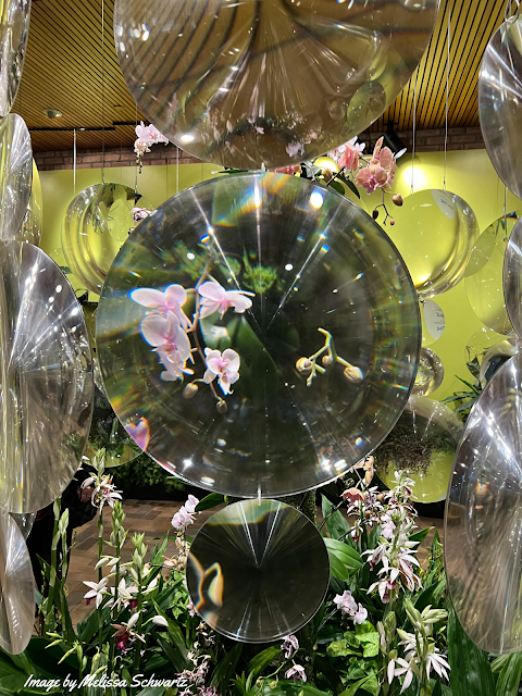 A cascade of different-sized magnifying lenses encouraged us to view orchids in new ways.