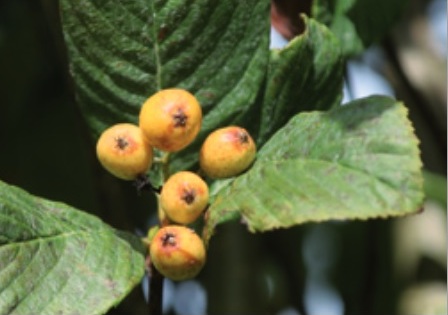 Рябина Уорда / Гриффитария Уорда (Sorbus wardii, =Griffitharia wardii)