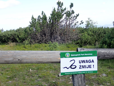 Babia Góra; szlak z Przełęczy Krowiarki i ze Stańcowej, Babia Góra w lipcu