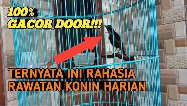 Merawat Burung Konin Agar Gacor Rumahan