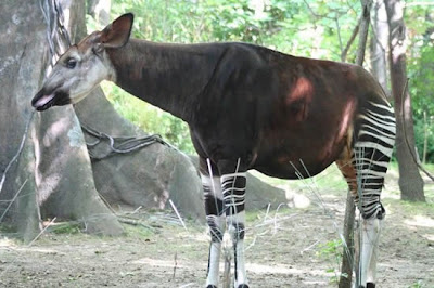 Okapi persilangan Zebra dan Jerapah  