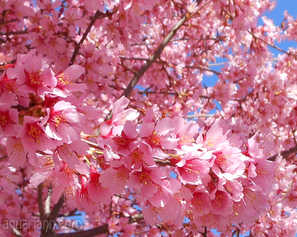 Pink Cherry Blossoms Photo by Aquariann