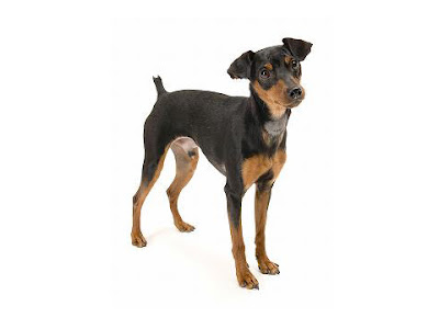 Miniature Pinscher  Small Dog