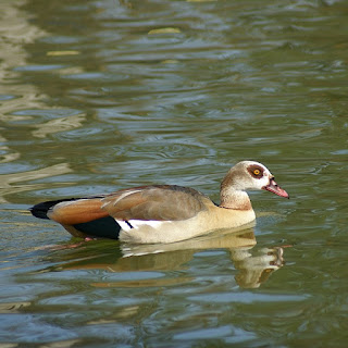 Ouette d'Egypte - Oie d'Egypte - Alopochen aegyptiacus 