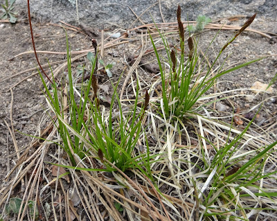 sedge, Carex, Three Sisters Park, CO