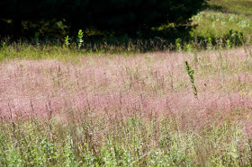 purple love grass and bush clover in August