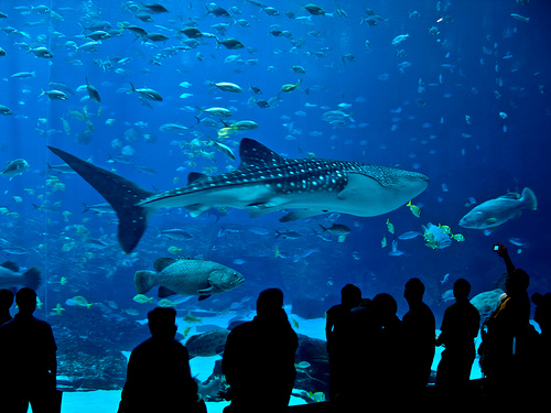 6 بالصور و الفيديوا : أكبر حوض سمك في العالم يحتوى على أكثر من مائة الف كائن بحري