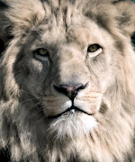 white lion