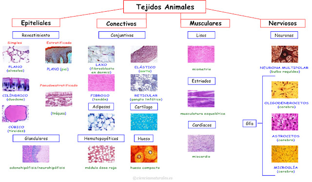  Enlace con Tejidos Animales (actualización)