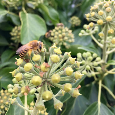 foraging, ivy bee, non-native solitary bee, southern England, 