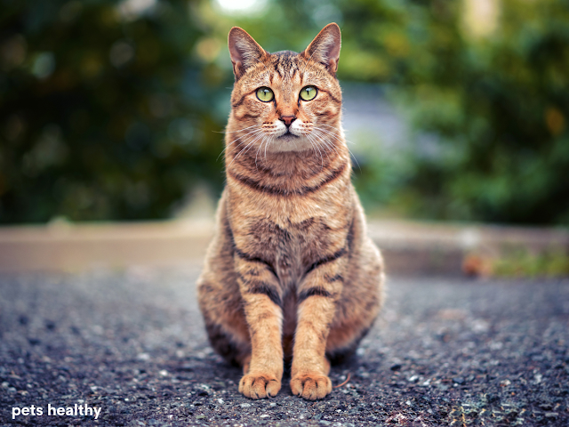 Feral Felines: Guardians of the Urban Jungle