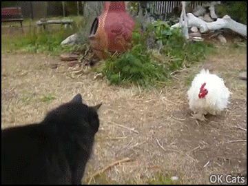 Funny Cat GIF • White Ninja Rooster chasing innocent black cat. "Outta my territory!" [ok-cats.com]
