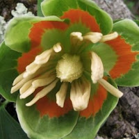 tuliptree flower