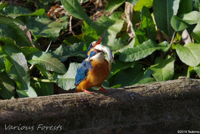 kingfisher eating big fish