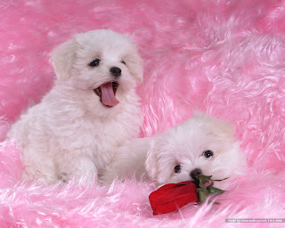 Maltese puppies Wallpapers