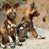 African Painted dog Puppies Pictures