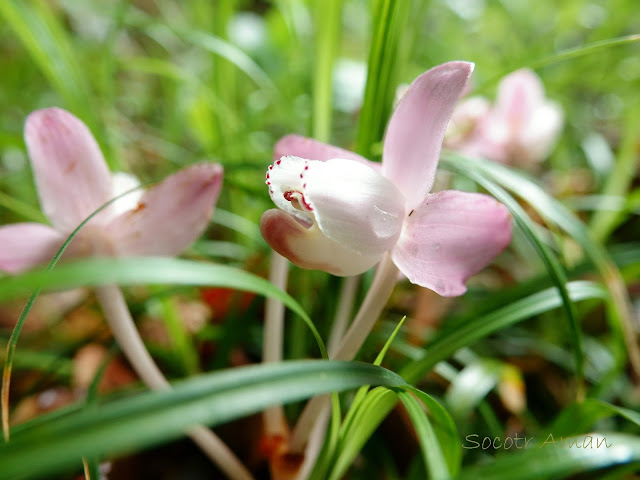 Yoania japonica