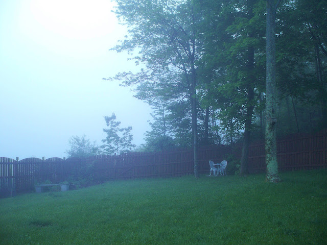 My backyard with fog