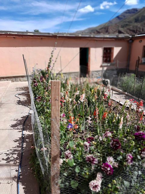 Es blüht wieder im Pfarrgarten