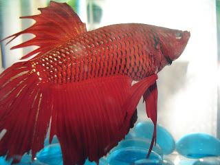 betta