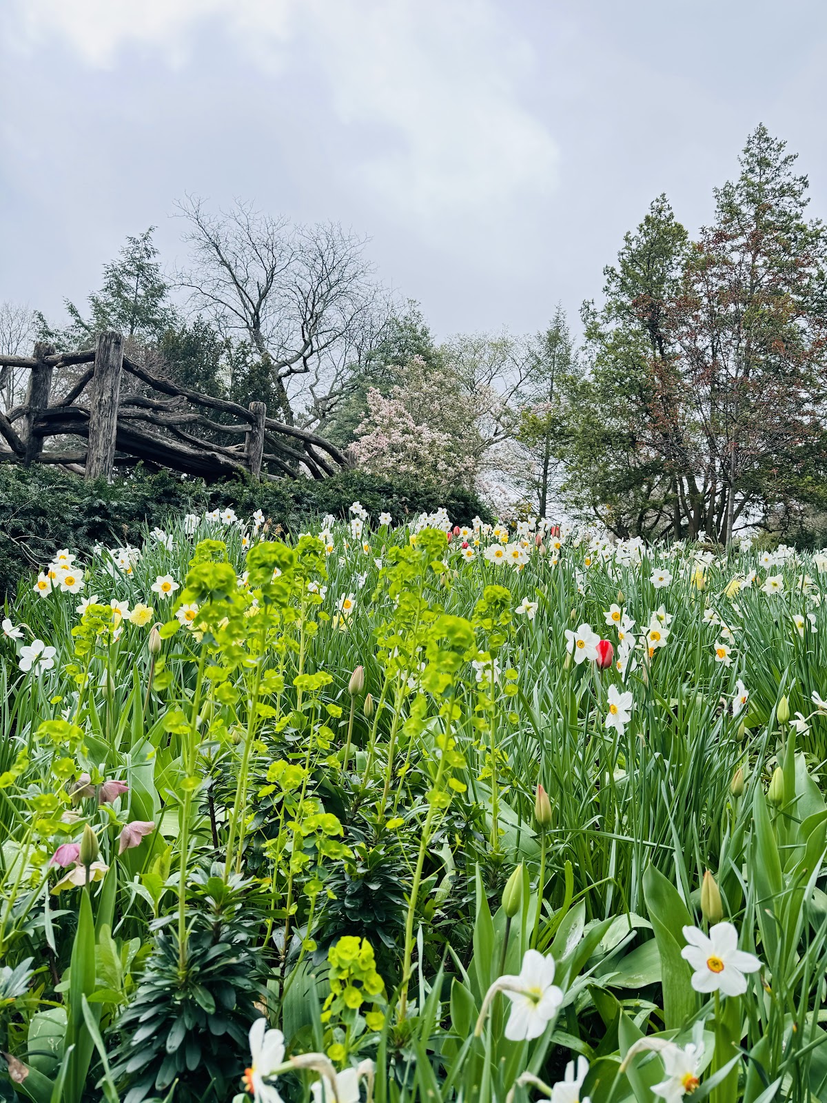 Shakespeare Garden - Must See at Central Park, NYC