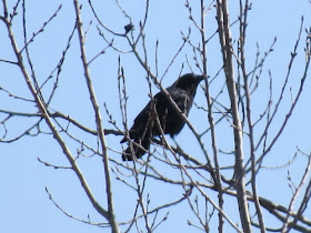 crow in aspen tree with swelling buds