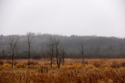 wetland near William O'Brien state park, December 2014 