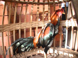  Ayam  Bangkok Top Contoh Lancuran Central Ayam  