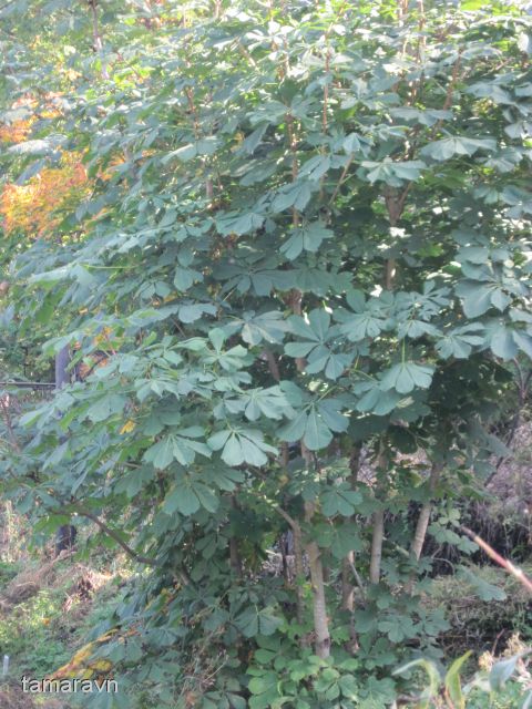 Конский каштан обыкновенный (Aesculus hippocastanum)