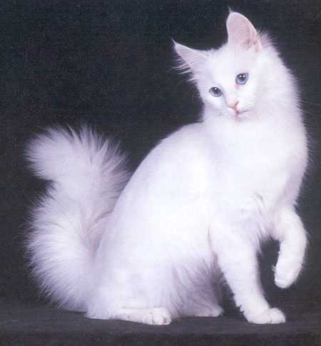 Jenis Kucing Angora.jpg