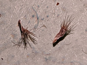 spotted knapweed seed