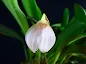Masdevallia floribunda care and culture