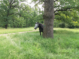 Кінь ховається за деревом Софіївка