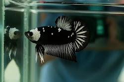 Mengenal Jenis Jenis Ikan Cupang Terbaik yang Bikin Jatuh Hati