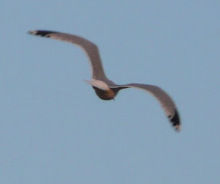 seagull