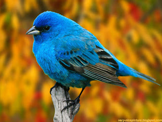 birds pictures | pictures of birds | nice wallpapers